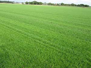 Sefton Turf| supplying Turf and topsoil to Southport 